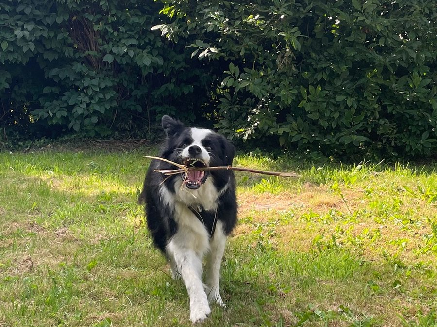Django, un pensionnaire, court dans le jardin avec un bâton